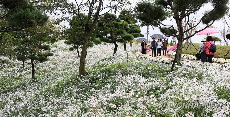 임실 붕어섬에서 꽃구경 (출처=연합뉴스)