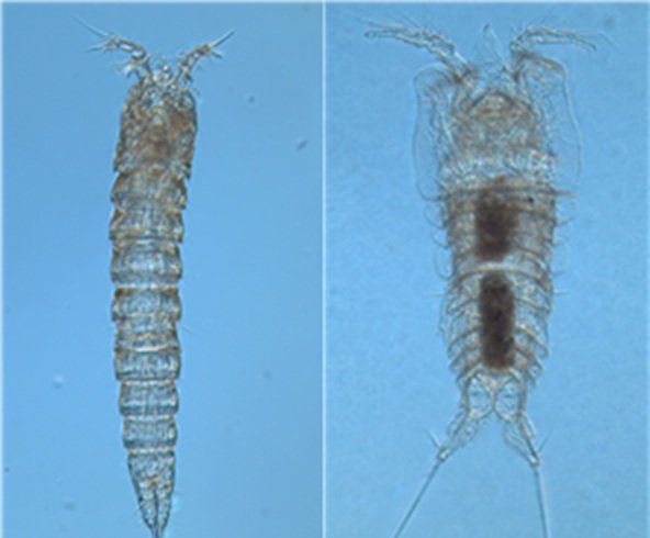 [세종=뉴시스] 독도 자생 요각류 신종 2종. (사진=국립호남권생물자원관). *재판매 및 DB 금지