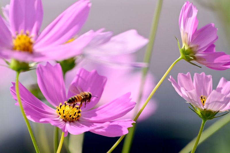 [담양=뉴시스] 이영주 기자 = 30일 오후 전남 담양군 봉산면 한 도로 위에 피어난 코스모스 주변으로 꿀벌이 날고 있다. 2023.09.30. leeyj2578@newsis.com