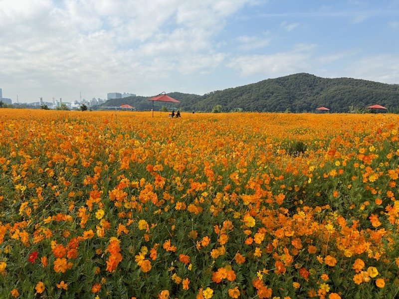 [용인=뉴시스]기흥호수공원에 활짝 핀 황화코스모스 군락지(사진=용인시 푸른공원사업소 제공) 2025.10.23. photo@newsis.com