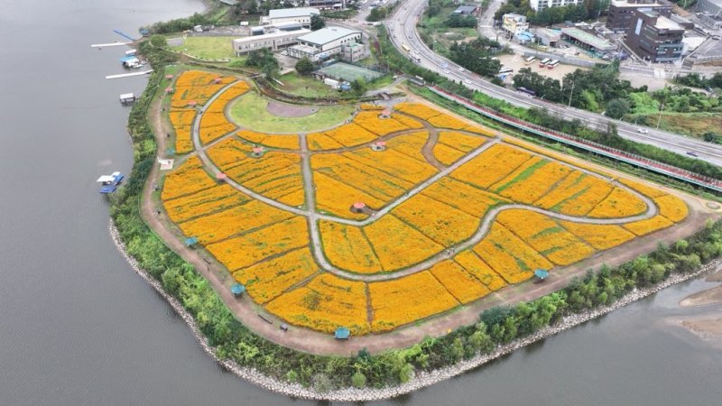 [용인=뉴시스]기흥호수공원에 조성된 황화코스모스 경관단지 전경(사진=용인시 푸른공원사업소 제공) 2025.10.23. photo@newsis.com
