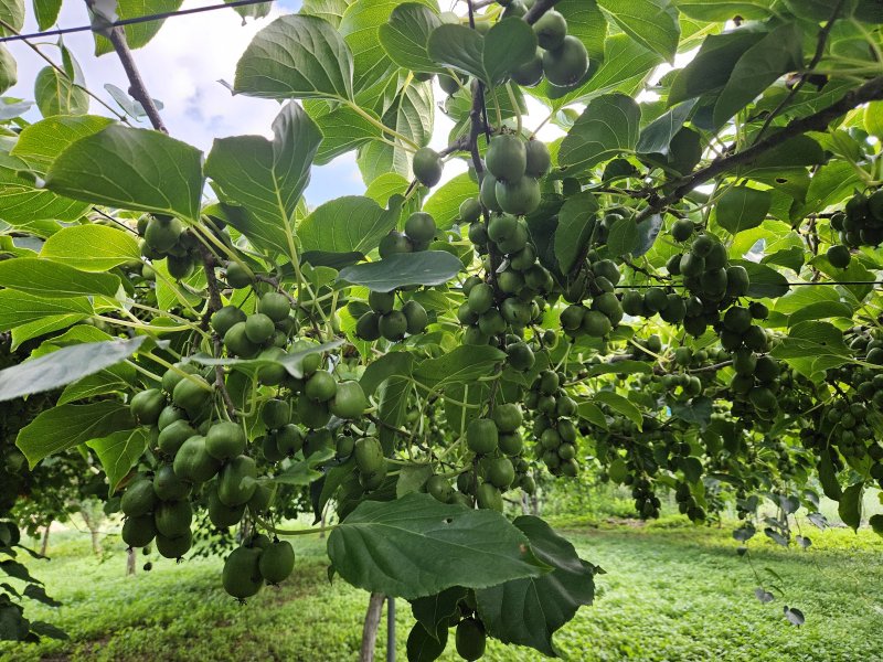 다래(품종명 오텀센스) 열매 (산림청 국립산림과학원 제공.재판매 및 DB금지)/뉴스1