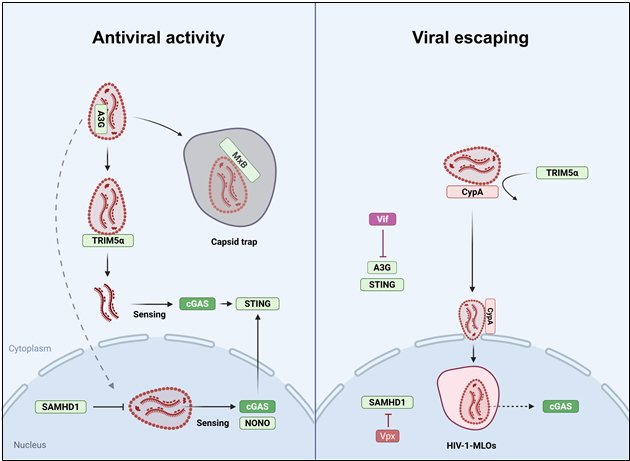 [서울=뉴시스] 논문 관련 이미지. (사진=서울시립대 제공) 2025.10.23. photo@newsis.com *재판매 및 DB 금지