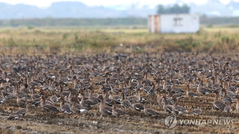 서산 천수만에 겨울철새 속속 도착 (출처=연합뉴스)