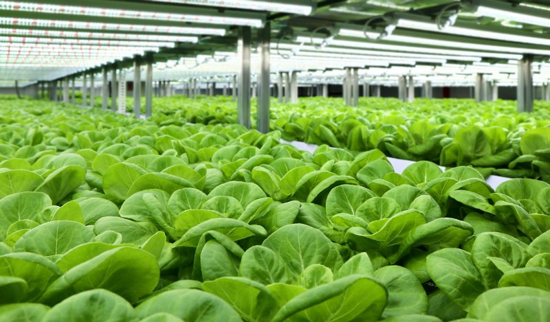 롯데이노베이트가 스마트팜 플랫폼 '도시의 푸른농장'에 AI를 접목한다고 23일 밝혔다. '도시의 푸른농장'을 통해 구축한 스마트팜의 모습 (사진=롯데이노베이트 제공) *재판매 및 DB 금지