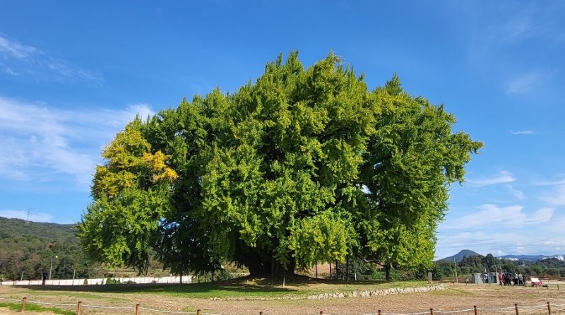 수령이 국내 최고령(1318년 추정)이자 천연기념물 제167호인 강원 원주시 문막읍 반계리 은행나무의 단풍절정기가 오는 11월 초로 예상되는 가운데, 이에 앞선 23일 반계리 은행나무의 모습. 2025.10.23./뉴스1 ⓒ News1 신관호 기자