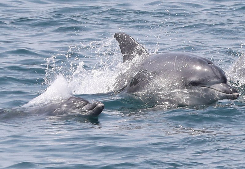 남방큰돌고래(자료사진)/뉴스1