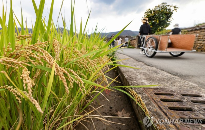 누렇게 익어가는 벼 (출처=연합뉴스)