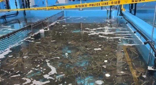 경찰이 압수한 대게와 킹크랩 (출처=연합뉴스)