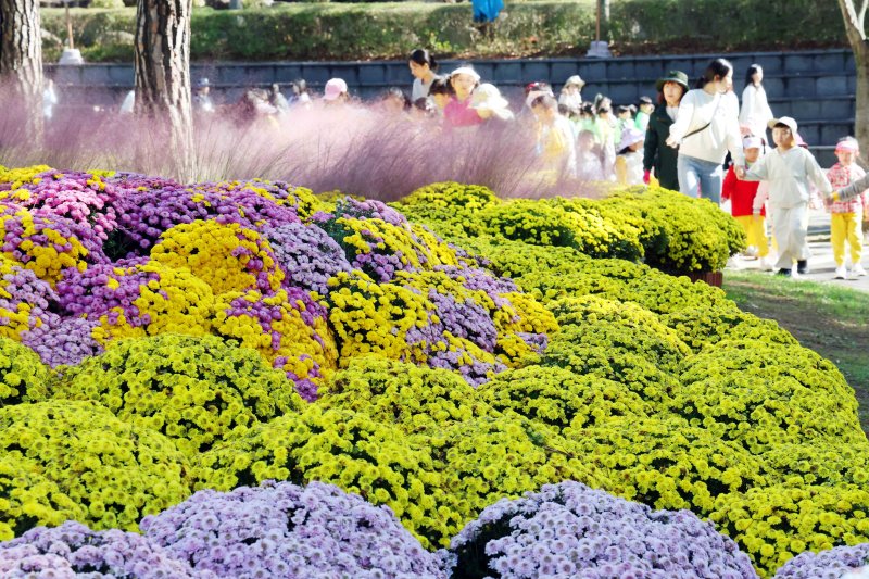 [부산=뉴시스] 하경민 기자 = 23일 부산 북구 화명수목원을 찾은 어린이들이 활짝 핀 국화와 핑크뮬리를 배경으로 기념사진을 찍고 있다. 2025.10.23. yulnetphoto@newsis.com