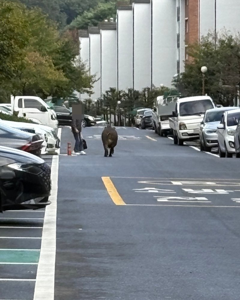 [포항=뉴시스] 23일 오후 2시47분께 경북 포항시 남구 지곡동의 한 아파트 단지에서 멧돼지가 출몰했다. (사진=제보자 제공) 2025.10.23. photo@newsis.com