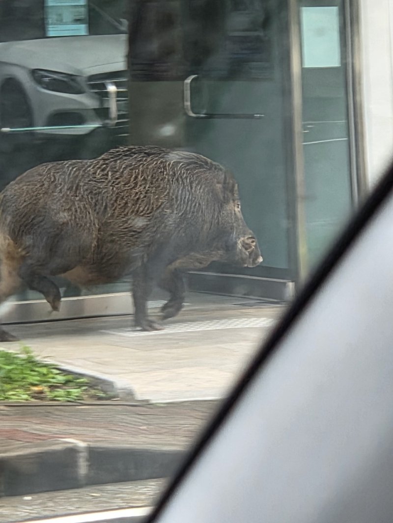 [포항=뉴시스] 23일 오후 2시47분께 경북 포항시 남구 지곡동의 한 아파트 단지에서 멧돼지가 출몰했다. (사진=제보자 제공) 2025.10.23. photo@newsis.com