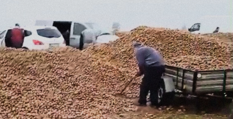 “공짜로 가져가세요” ‘가짜 뉴스’에 감자 150톤 털린 농부