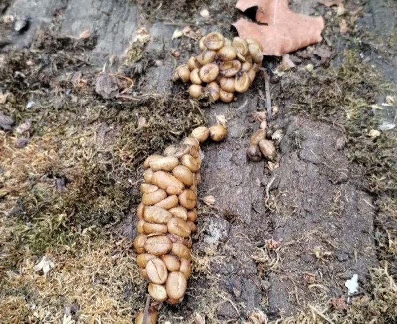 '사향고양이' 아시아 팜 시벳의 커피 원두 배설물 (출처=연합뉴스)