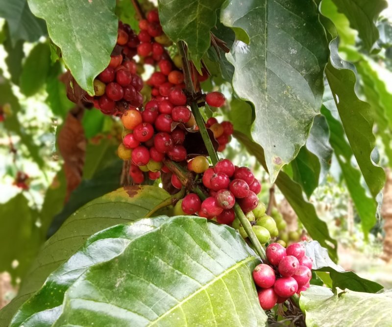 로부스타(Robusta) 커피 열매 (출처=연합뉴스)