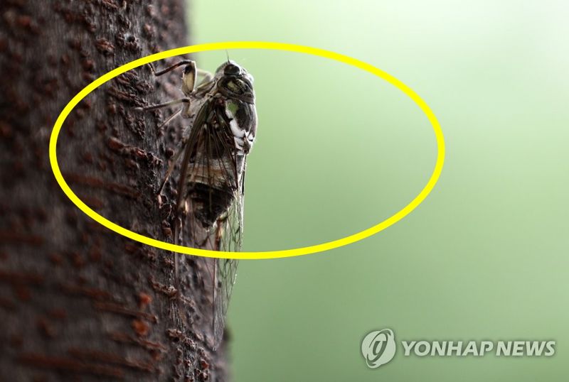 "중국인들이 한밤중에 다 쓸어가"…일본 공원서 일어난 사건