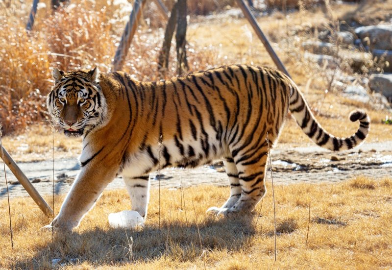 [봉화=뉴시스] 국립백두대간수목원 백두산호랑이 '도' (사진=한국수목원정원관리원 제공) 2025.10.24. photo@newsis.com *재판매 및 DB 금지