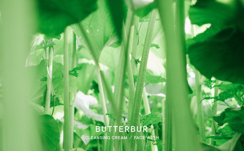 시로의 센시티브(민감성) 라인을 대표하는 소재인 '라완 머위'(시로 제공)