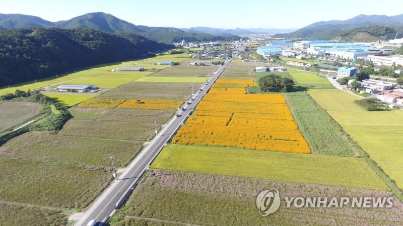 가을 경치 속 울산 봉계 전경 (출처=연합뉴스)