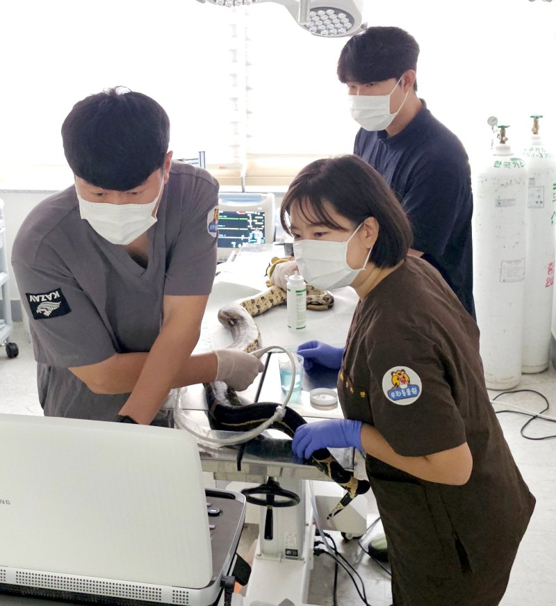 [광주=뉴시스] 광주 우치동물원 '붉은꼬리보아뱀' 초음파 검사. (사진=광주시 제공) 2025.10.24. photo@newsis.com *재판매 및 DB 금지