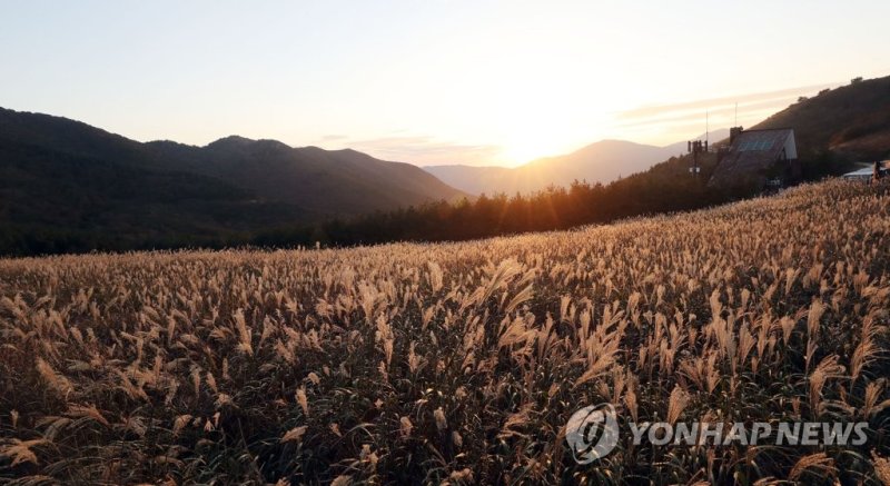 가을 노을에 물든 영남알프스 울주 간월재 억새 (출처=연합뉴스)