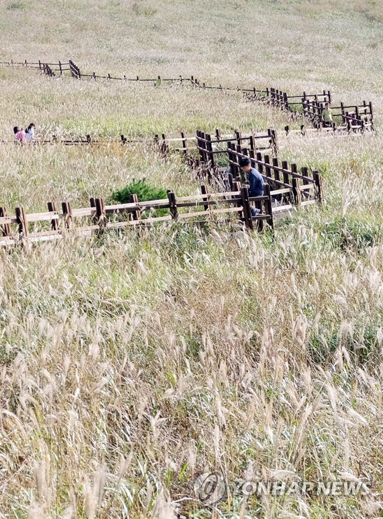 억새 핀 영남알프스 간월재 (출처=연합뉴스)