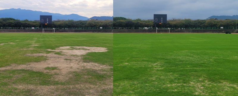 [제주=뉴시스] 제주시가 축구장 잔디 추가 파종(오버시딩)을 진행하기 전 애향운동장(왼쪽)과 오버시딩 후 모습. (사진=제주시 제공) 2025.10.24. photo@newsis.com *재판매 및 DB 금지