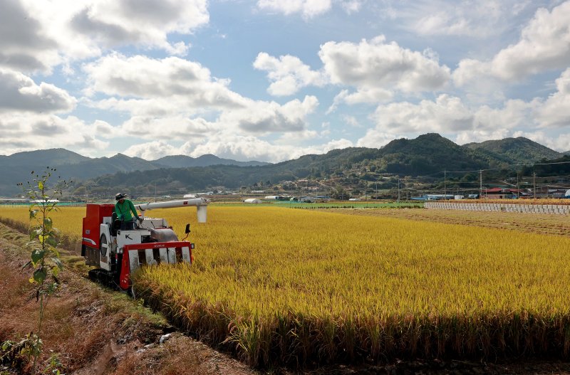 [괴산=뉴시스] 서주영 기자 = 24일 충북 괴산군 문광면 일대의 한 논에서 콤바인이 벼 수확에 한창이다. (사진= 괴산군 제공) 2025.10.24. photo@newsis.com