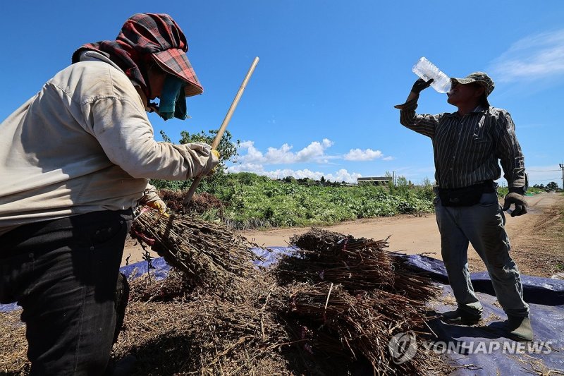 깨 털다 마시는 시원한 물 한 모금 (출처=연합뉴스)