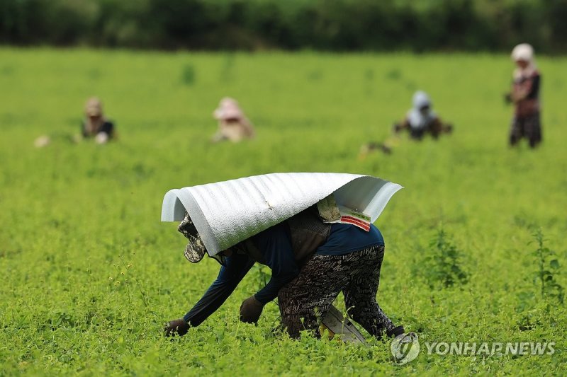 은박발포지 둘러메고 제초작업 하는 서귀포 농민 (출처=연합뉴스)