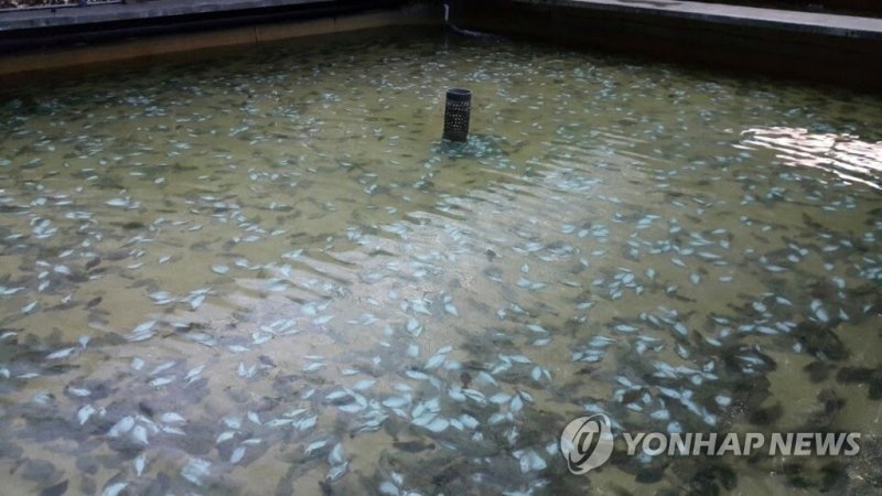 2017년 8월 폭염에 넙치가 집단폐사한 서귀포시의 한 양식장 (출처=연합뉴스)