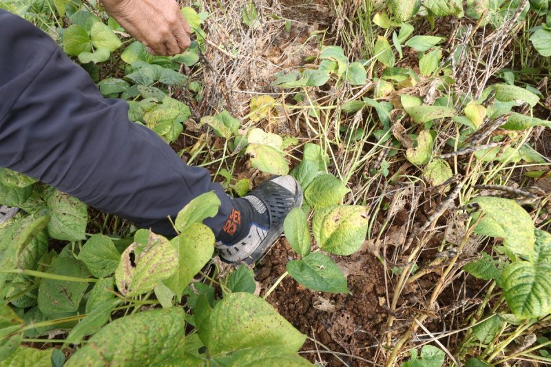 잦은 비에 마르지 않은 토지 (출처=연합뉴스)