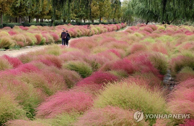 가을의 정취 더하는 댑싸리 (출처=연합뉴스)