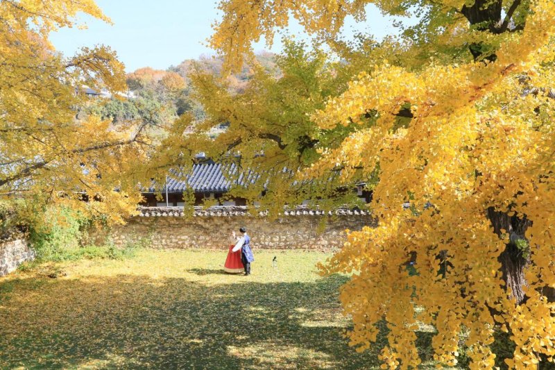 【전주=뉴시스】윤난슬 기자 = 전주한옥마을이 가을철 단풍 구경하기 좋은 여행지 1위로 선정됐다. 2018.10.16.(사진=전주시 제공) photo@newsis.com