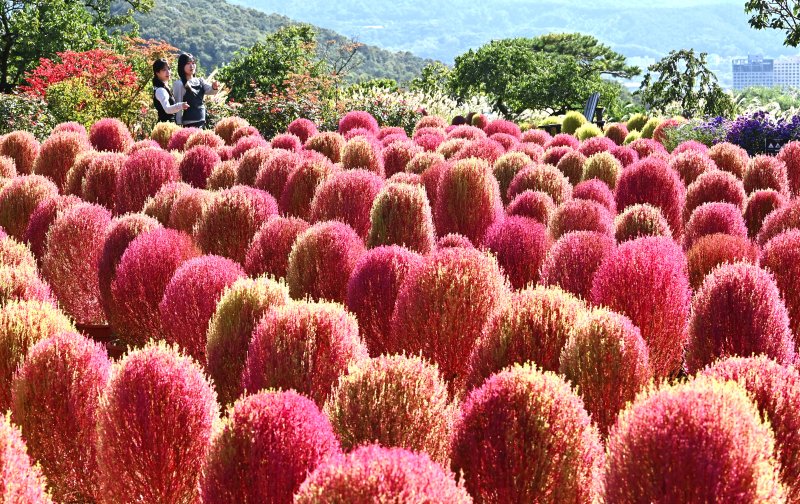 [용인=뉴시스] 김종택 기자 = 청명한 가을 날씨를 보인 17일 경기 용인시 에버랜드 하늘정원길에 코키아(댑싸리)가 붉게 물들어 있다. 2025.10.17. jtk@newsis.com