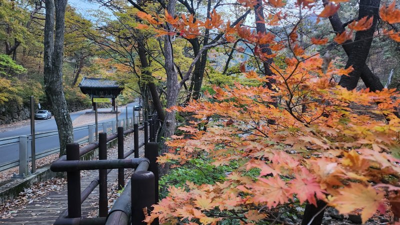 [산청=뉴시스] 서희원 기자 = 9일 오후 경남 산청군 삼장면 대원사(경남 전통사찰 제81호) 입구 산책로에 오색 찬란한 단풍 물들어 있다. 2024. 11. 09. shw1881@newsis.com