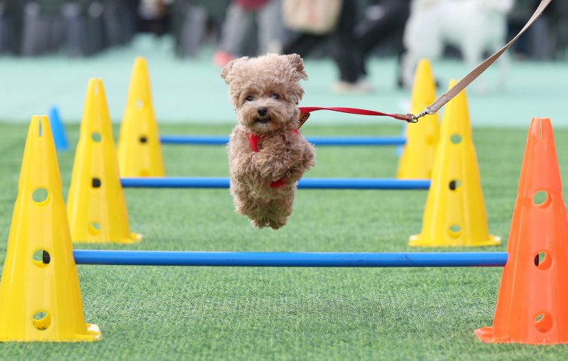 [서울=뉴시스] 김진아 기자 = 25일 서울 성동구 살곶이체육공원 인라인스케이트장에서 열린 제3회 성동구 반려동물 축제 '성동에서 놀다가개'에서 반려견과 가족들이 즐거운 시간을 보내고 있다. 행사는 반려가족 패션쇼, 강아지 안고 림보, 반려견 운동회 등 보호자와 반려견이 함께 즐길 수 있는 다채로운 프로그램을 마련했다. 또 부대행사로 유기동물 입양 홍보, 1:1 반려견 건강 및 행동 상담, 기초 위생·미용 등 홍보, 참여, 체험마당이 운영된다.2025.10.25. bluesoda@newsis.com