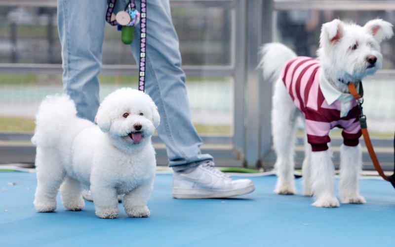 [서울=뉴시스] 김진아 기자 = 25일 서울 성동구 살곶이체육공원 인라인스케이트장에서 열린 제3회 성동구 반려동물 축제 '성동에서 놀다가개'에서 반려견과 가족들이 즐거운 시간을 보내고 있다. 행사는 반려가족 패션쇼, 강아지 안고 림보, 반려견 운동회 등 보호자와 반려견이 함께 즐길 수 있는 다채로운 프로그램을 마련했다. 또 부대행사로 유기동물 입양 홍보, 1:1 반려견 건강 및 행동 상담, 기초 위생·미용 등 홍보, 참여, 체험마당이 운영된다.2025.10.25. bluesoda@newsis.com