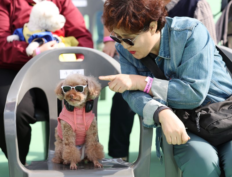 [서울=뉴시스] 김진아 기자 = 25일 서울 성동구 살곶이체육공원 인라인스케이트장에서 열린 제3회 성동구 반려동물 축제 '성동에서 놀다가개'에서 반려견과 가족들이 즐거운 시간을 보내고 있다. 행사는 반려가족 패션쇼, 강아지 안고 림보, 반려견 운동회 등 보호자와 반려견이 함께 즐길 수 있는 다채로운 프로그램을 마련했다. 또 부대행사로 유기동물 입양 홍보, 1:1 반려견 건강 및 행동 상담, 기초 위생·미용 등 홍보, 참여, 체험마당이 운영된다.2025.10.25. bluesoda@newsis.com