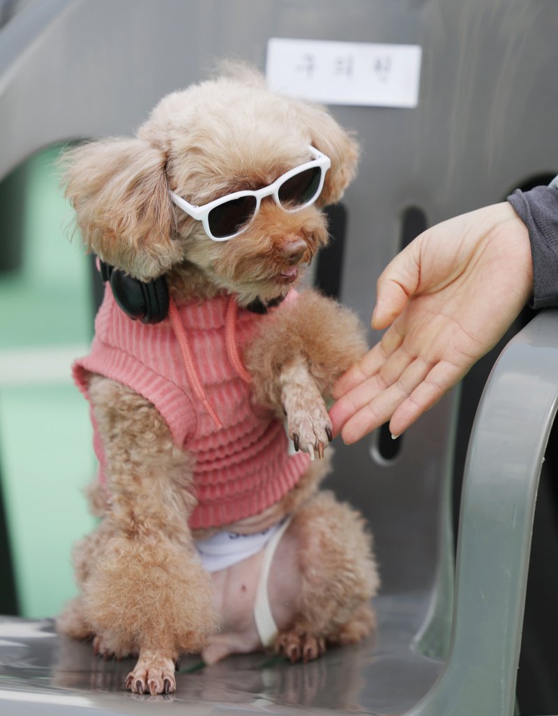 [서울=뉴시스] 김진아 기자 = 25일 서울 성동구 살곶이체육공원 인라인스케이트장에서 열린 제3회 성동구 반려동물 축제 '성동에서 놀다가개'에서 반려견과 가족들이 즐거운 시간을 보내고 있다. 행사는 반려가족 패션쇼, 강아지 안고 림보, 반려견 운동회 등 보호자와 반려견이 함께 즐길 수 있는 다채로운 프로그램을 마련했다. 또 부대행사로 유기동물 입양 홍보, 1:1 반려견 건강 및 행동 상담, 기초 위생·미용 등 홍보, 참여, 체험마당이 운영된다.2025.10.25. bluesoda@newsis.com