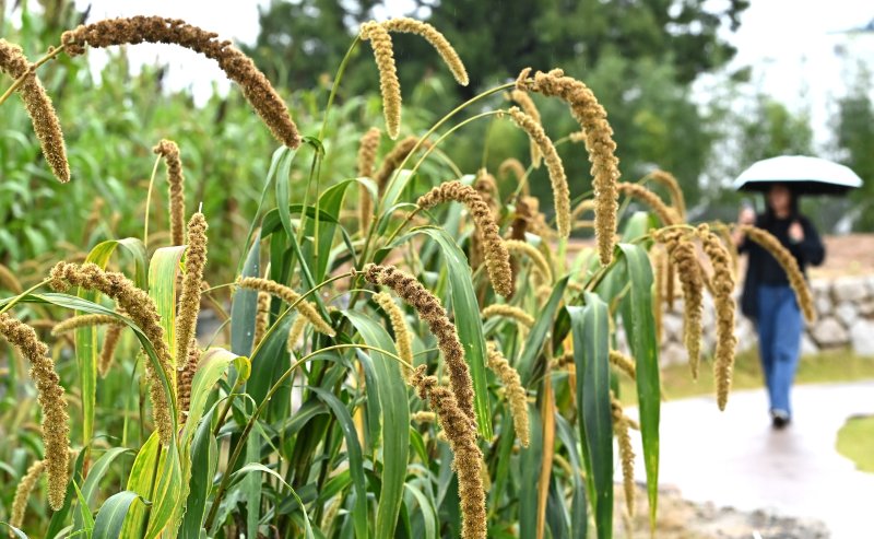 [수원=뉴시스] 김종택 기자 = 가을비가 내린 13일 경기 수원시 권선구 국립농업박물관에 토종작물 조가 탐스럽게 익어가고 있다. 2025.10.13. jtk@newsis.com