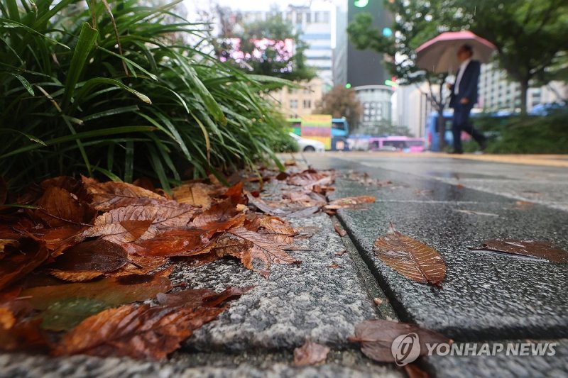 가을비에 젖은 낙엽 (출처=연합뉴스)