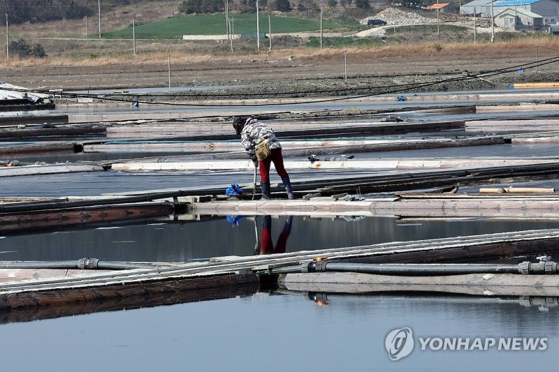 일하는 태평염전 작업자 (출처=연합뉴스)