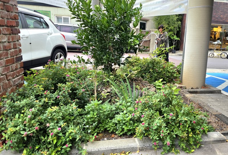 [제주=뉴시스] 임재영 기자 = 지난 21일 오후 제주시 남성마을 '벨롱벨롱한 별빛정원'. 지역주민들이 참여한 공동체 정원으로, 길고 뜨거웠던 여름을 견디고 풀과 나무들이 무성하게 자라고 있다. 2025.10.26. ijy788@newsis.com