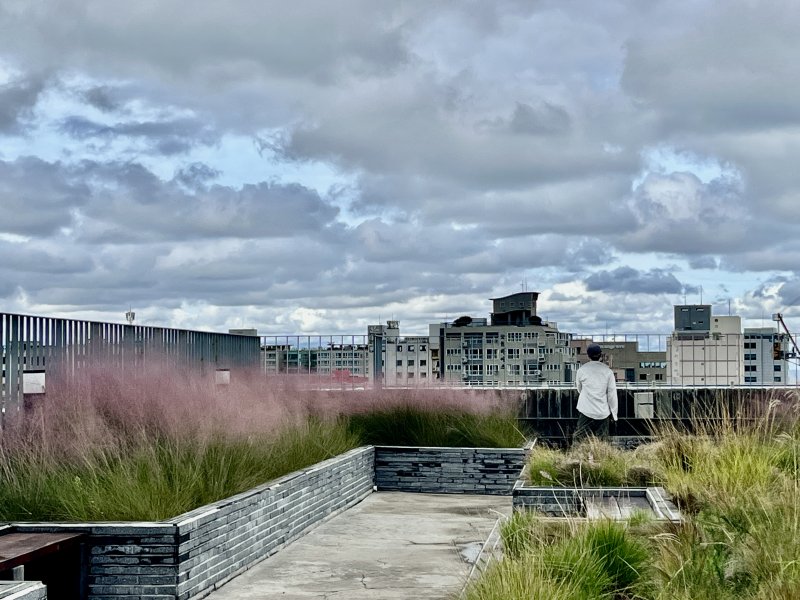 [제주=뉴시스] 제주지역 시민 정원사 등이 조성한 후 자발적으로 관리하고 있는 제주소통협력센터 옥상 정원. 제주시 원도심 풍경을 바꿀 수 있는 옥상 정원의 모델이라는 평가를 받고 있다. (사진=황아미 마을플랫폼 대표 제공) photo@newsis.com