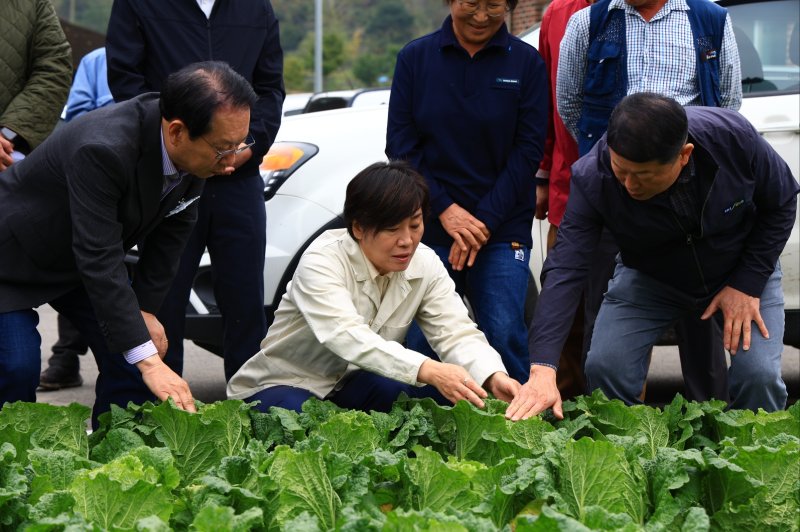 [세종=뉴시스]송미령 농림축산식품부 장관이 26일 김장배추 주산지인 충북 괴산군을 찾아 현장 작황을 점검하고 있다. (사진=농식품부 제공)
