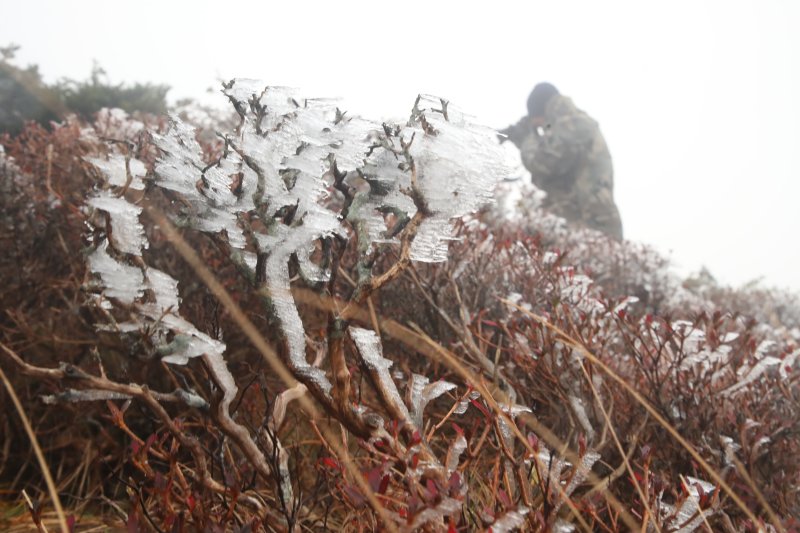 제주 한라산국립공원 윗세오름 구간에 핀 상고대.(자료사진) ⓒ News1