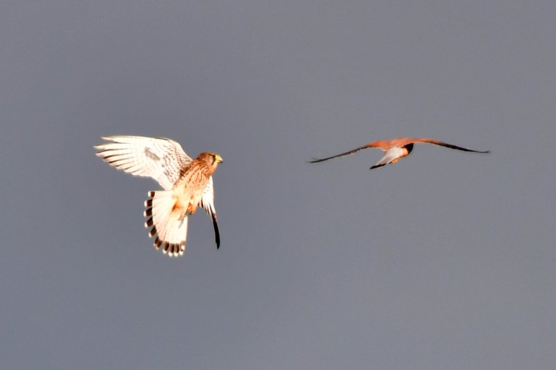 26일 경북 포항시 남구 연일읍 형산강에서 천연기념물 제323-8호 황조롱이 한쌍이 먹잇감 찾아 날아가고 있다. 2025.10.26/뉴스1 ⓒ News1 최창호 기자