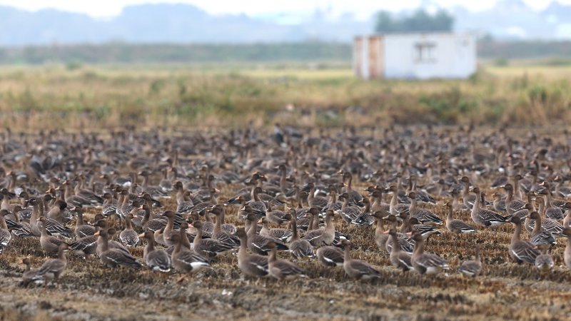 [서산=뉴시스] 지난 달 말부터 도래를 시작한 겨울 철새들이 지난 12일 천수만의 한 논에서 집단으로 먹이 활동을 하고 있다. (사진=서산시 제공) 2025.10.13. photo@newsis.com *재판매 및 DB 금지