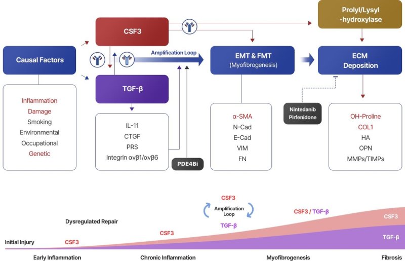 폐섬유증을 일으키는 기전 (출처=연합뉴스)